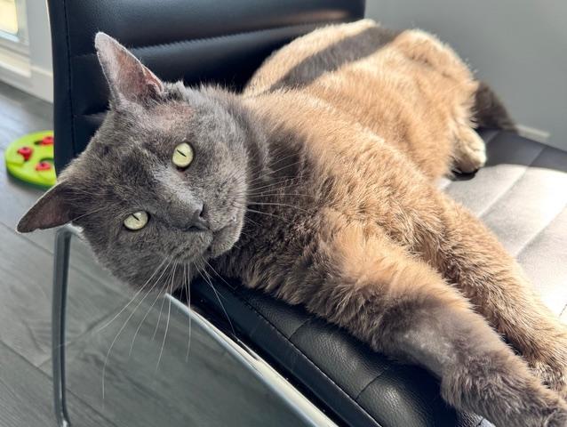 Enlarge Archie, a ADOPTABLE Domestic Short Hair in BURNABY, BC image 2/2