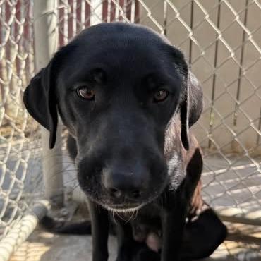 26-911 Tilly, Adoptable, Young Female Labrador Retriever & Mixed Breed.