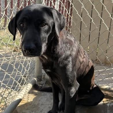 Enlarge 26-911 Tilly, a Adoptable mixed breed in Los Banos, CA image 2/2