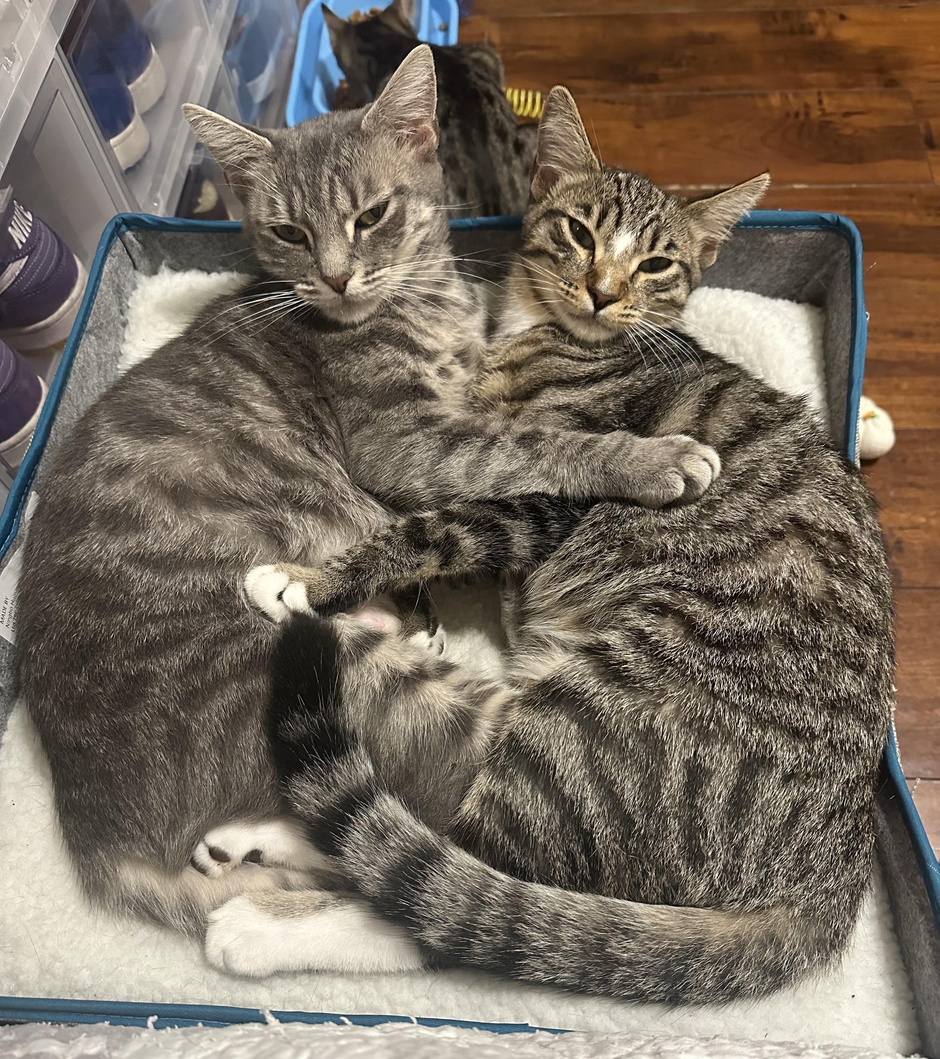 Mama Phoebe and Bindi, a Adoptable mixed breed in Laguna Beach, CA image 1/3