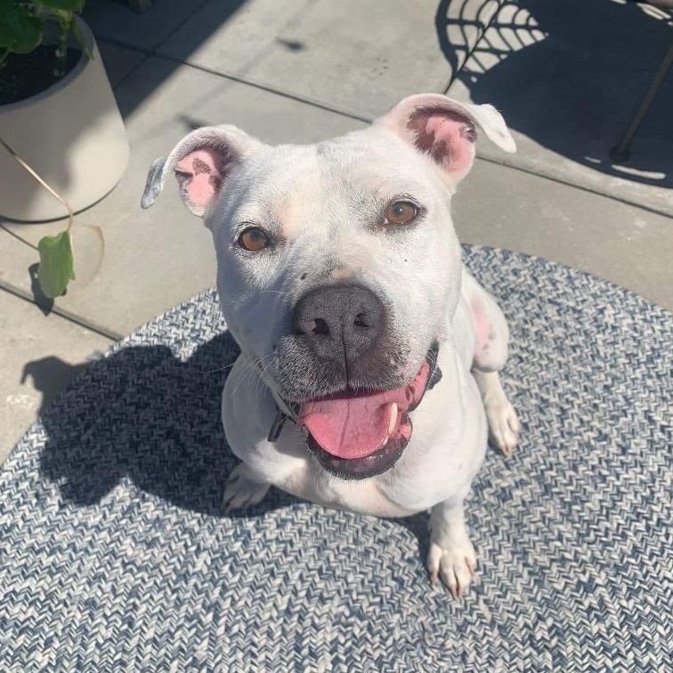 Matilda, Adoptable, Young Female American Staffordshire Terrier & Pit Bull Terrier.