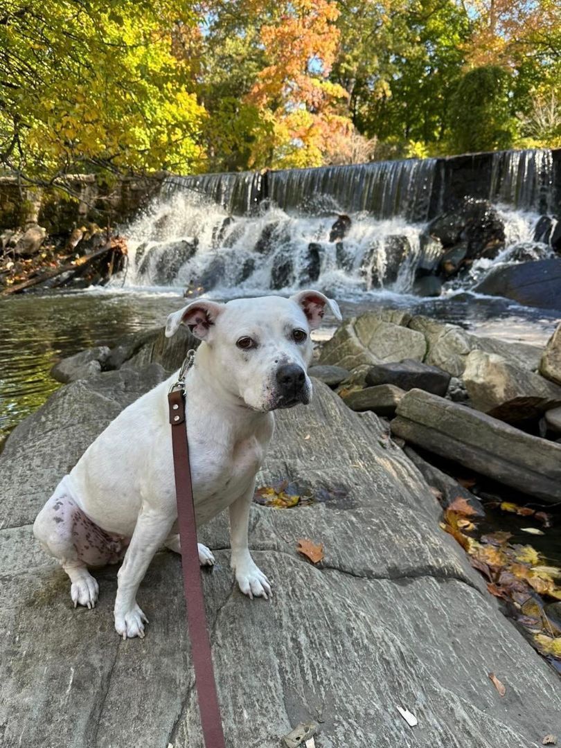 Matilda, a Adoptable mixed breed image 2/10