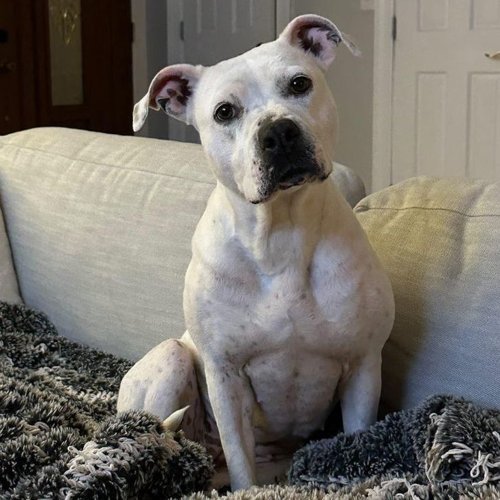 Matilda, Young Female American Staffordshire Terrier