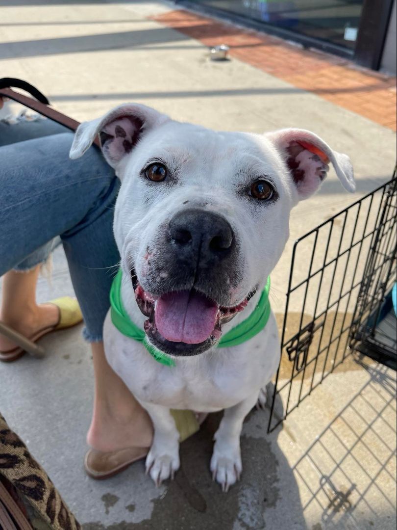 Matilda, a Adoptable mixed breed image 4/10