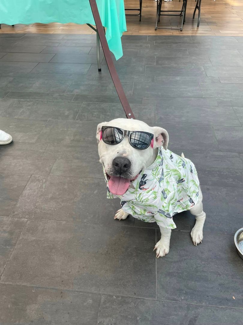 Matilda, a Adoptable mixed breed image 5/10