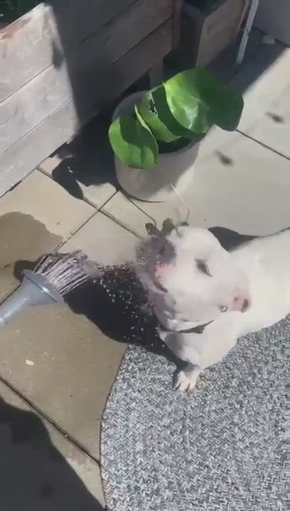 Enlarge Matilda, a Adoptable mixed breed video 10/10