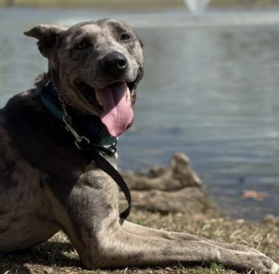 Enlarge Hopper, a Adoptable Catahoula Leopard Dog in Richmond, VA image 4/6