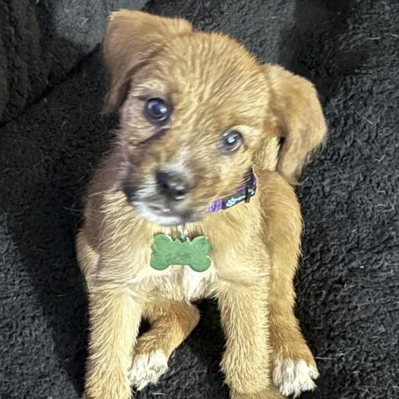Tulip, Adoptable, Puppy Female Mixed Breed.