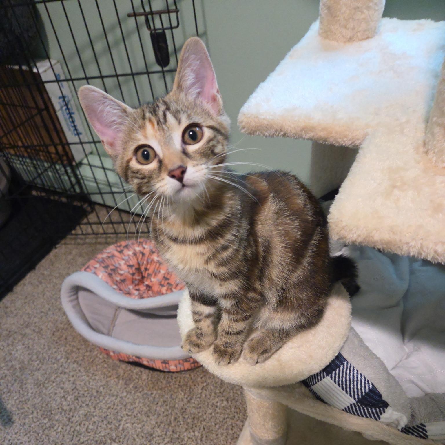 Red, a Adoptable mixed breed in Moriches, NY image 3/4