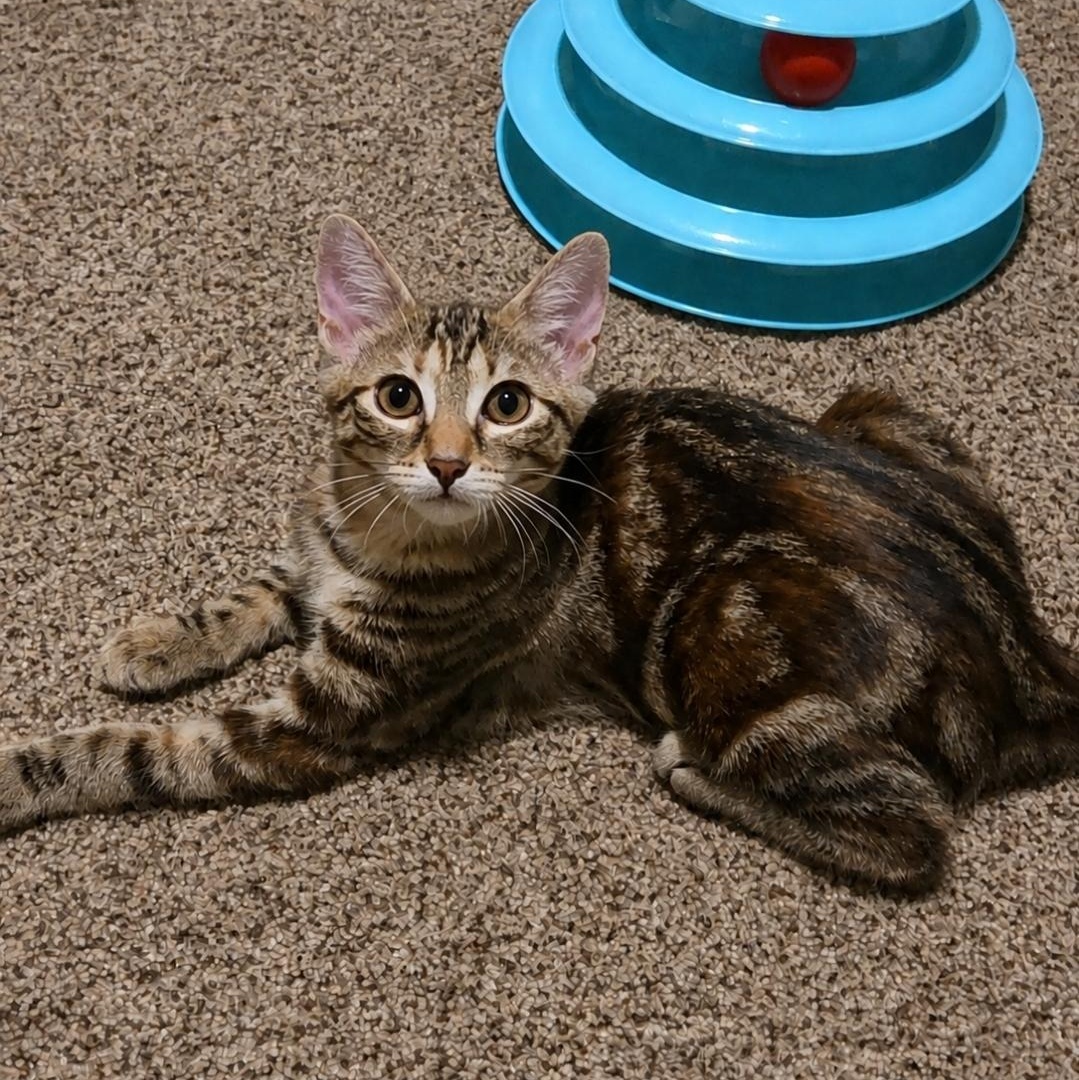 Red, a Adoptable mixed breed in Moriches, NY image 1/4