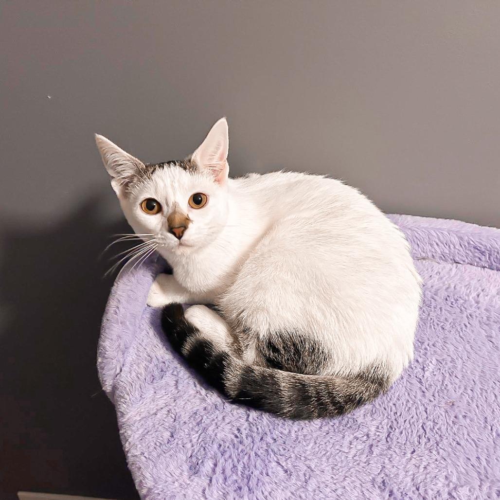 Smeagol, Adoptable, Young Female Domestic Short Hair.