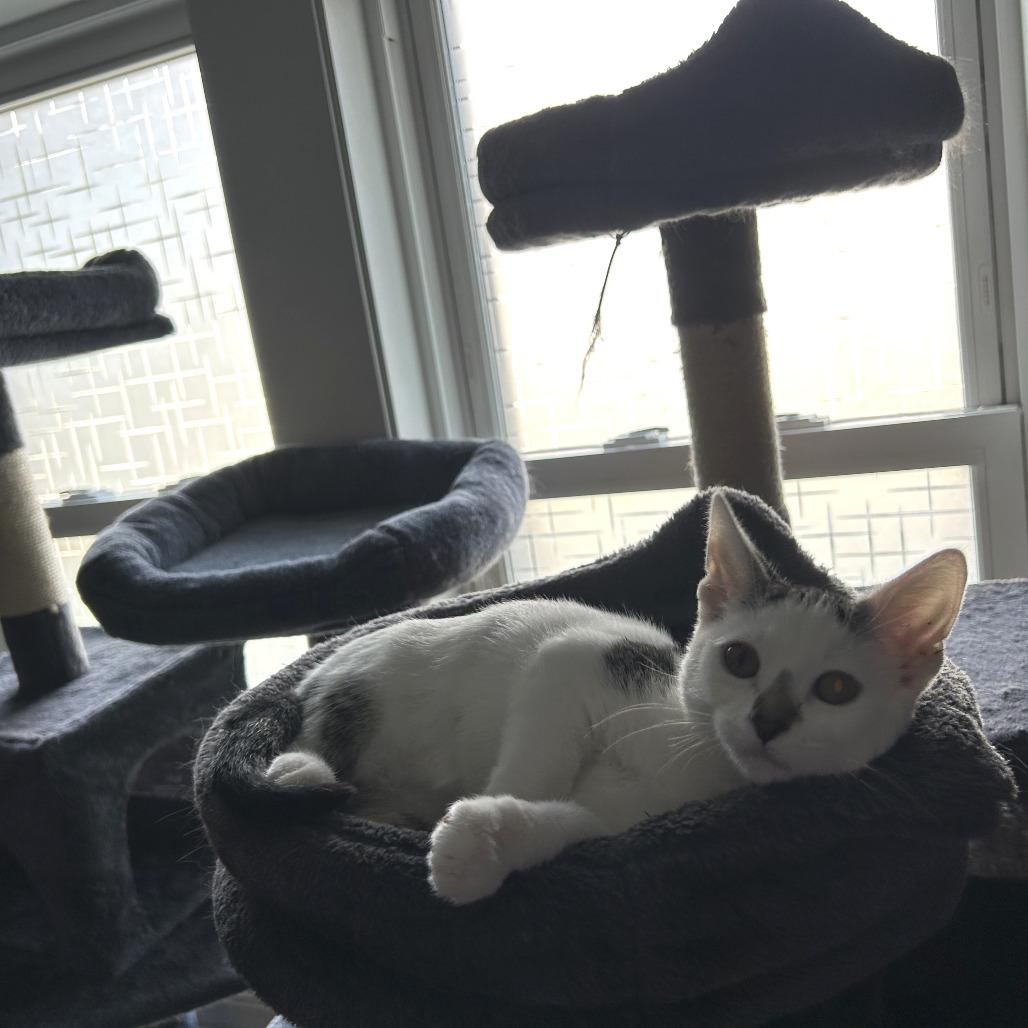 Enlarge Smeagol, a Adoptable Domestic Short Hair in St. Paul, MN image 2/6