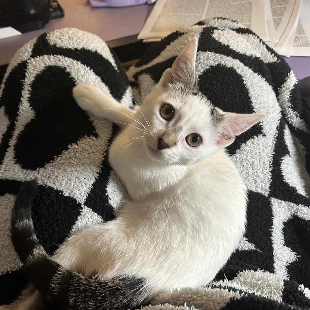 Enlarge Smeagol, a Adoptable Domestic Short Hair in St. Paul, MN image 3/6