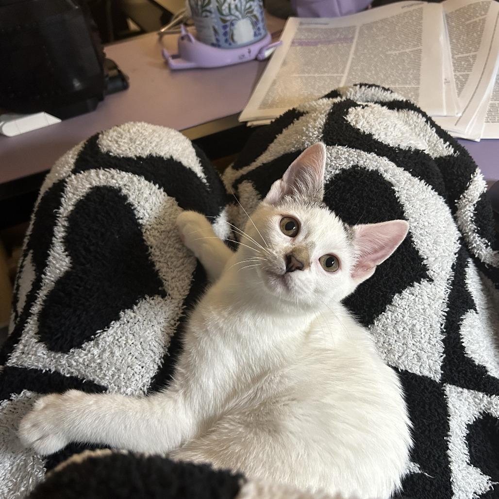 Enlarge Smeagol, a Adoptable Domestic Short Hair in St. Paul, MN image 4/6