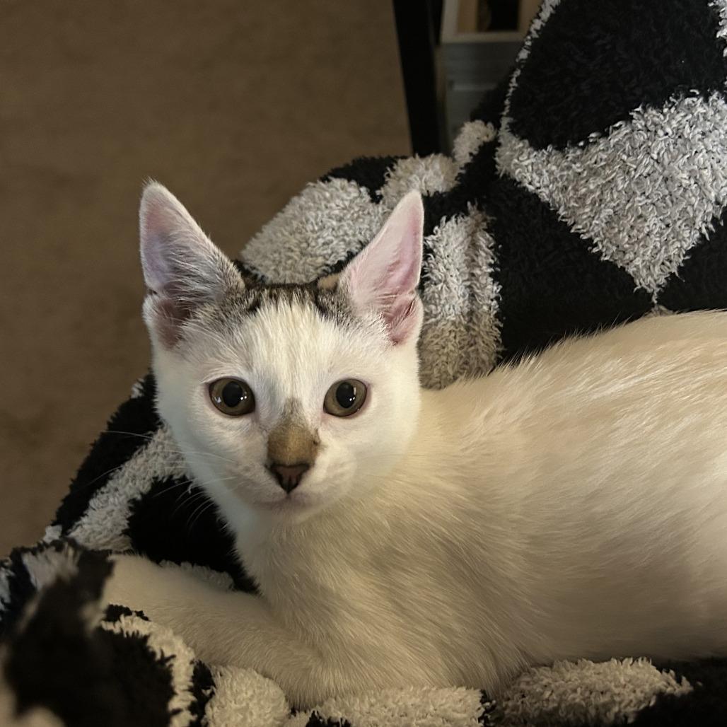 Enlarge Smeagol, a Adoptable Domestic Short Hair in St. Paul, MN image 5/6