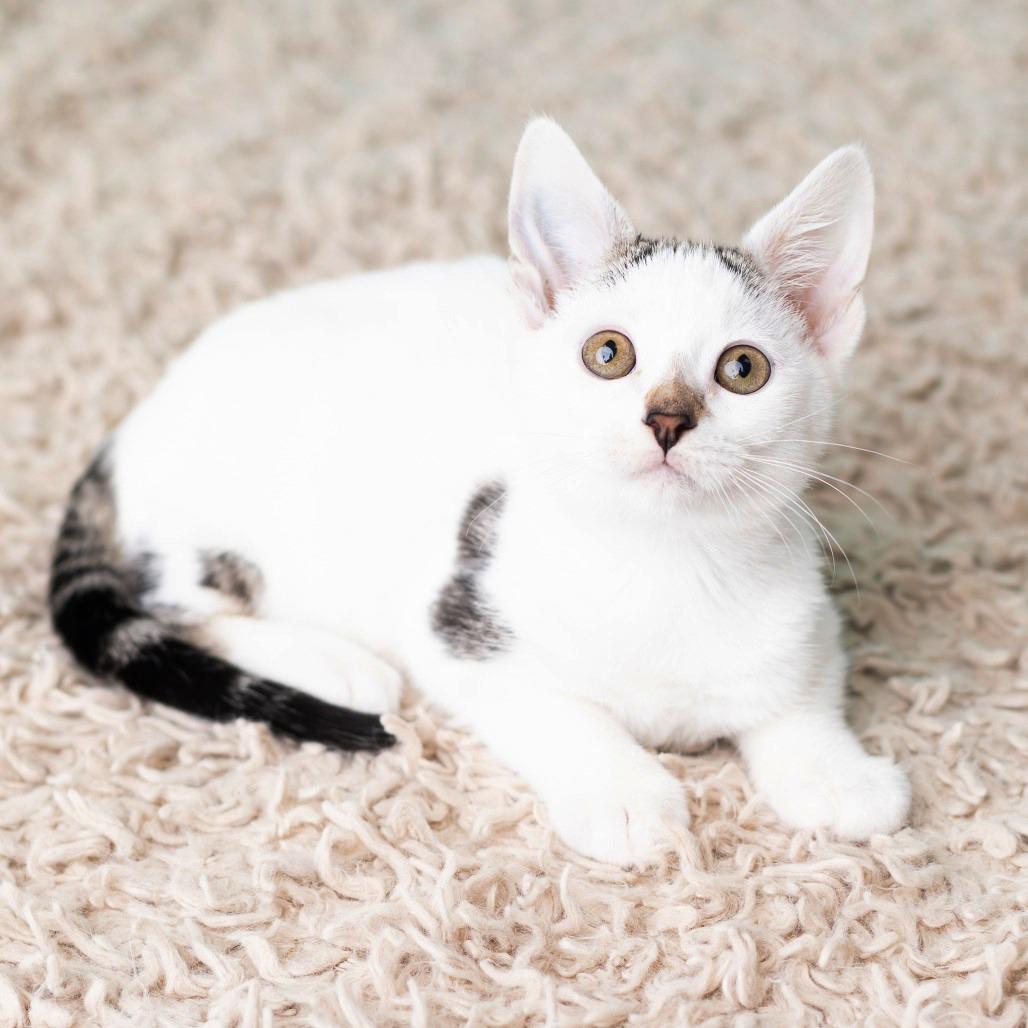 Enlarge Smeagol, a Adoptable Domestic Short Hair in St. Paul, MN image 6/6