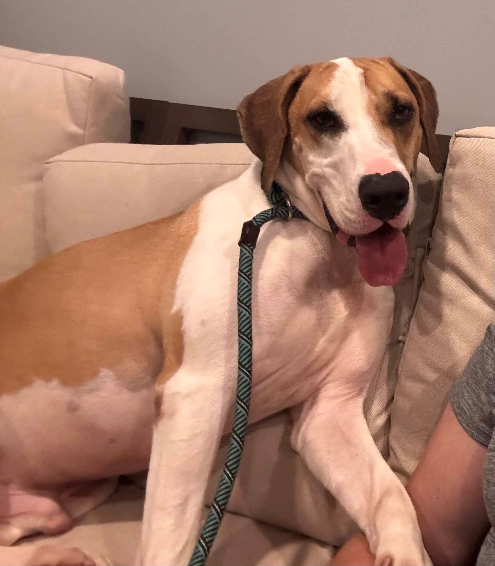 Tucker, Adult Male Hound