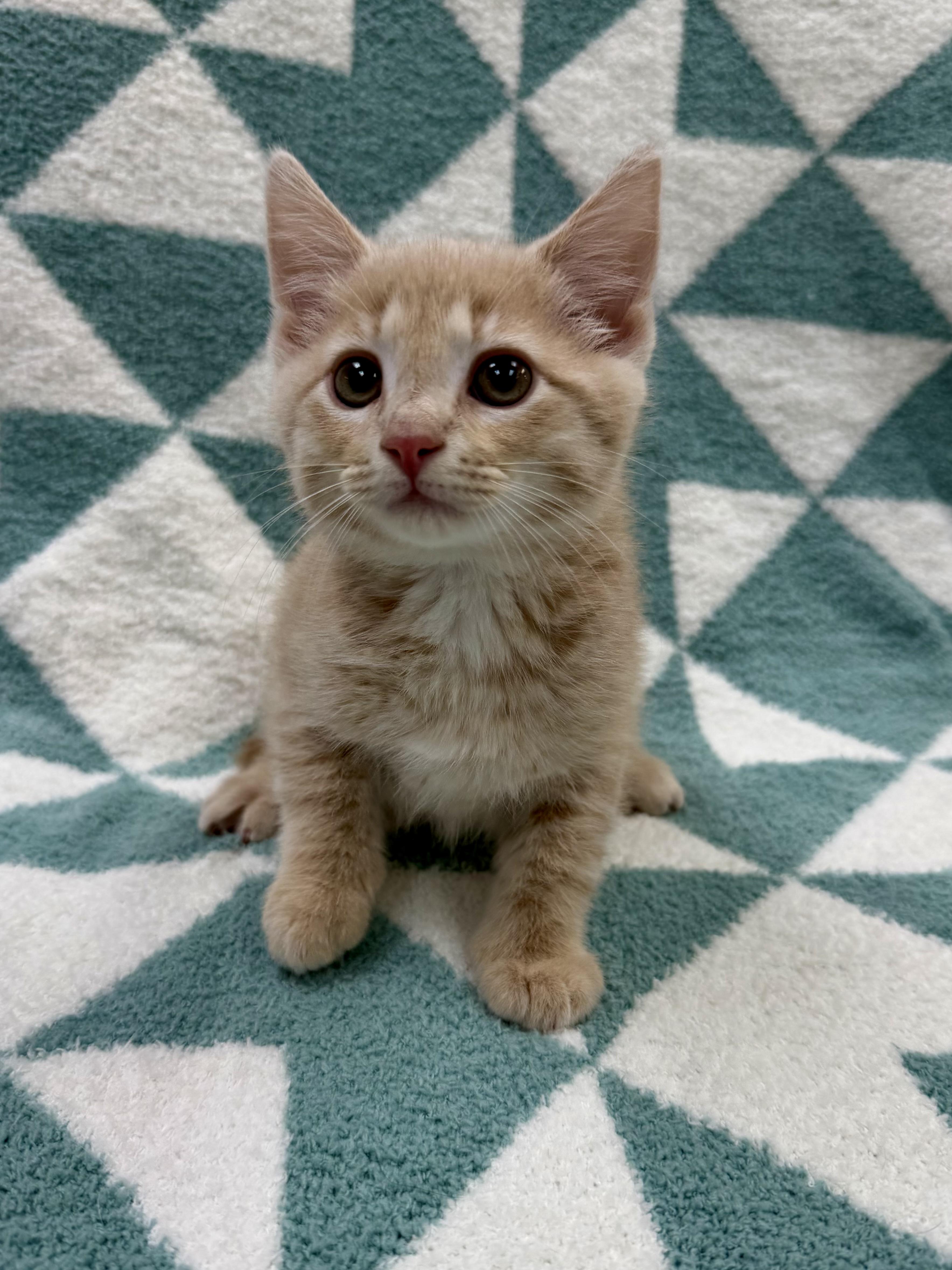 Enlarge Thomas, an adopted Domestic Short Hair in Columbus, OH image 3/4