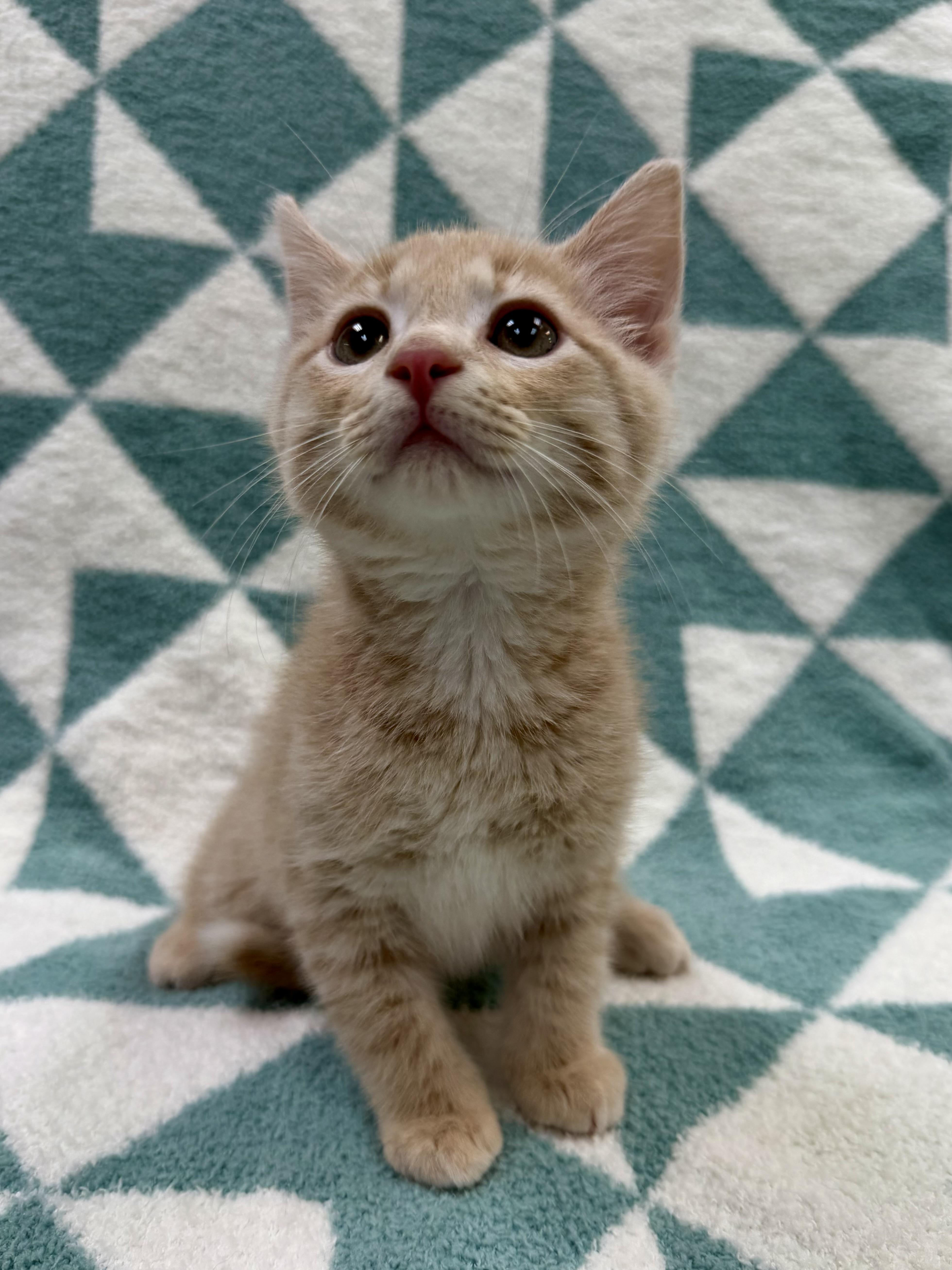 Enlarge Thomas, an adopted Domestic Short Hair in Columbus, OH image 4/4