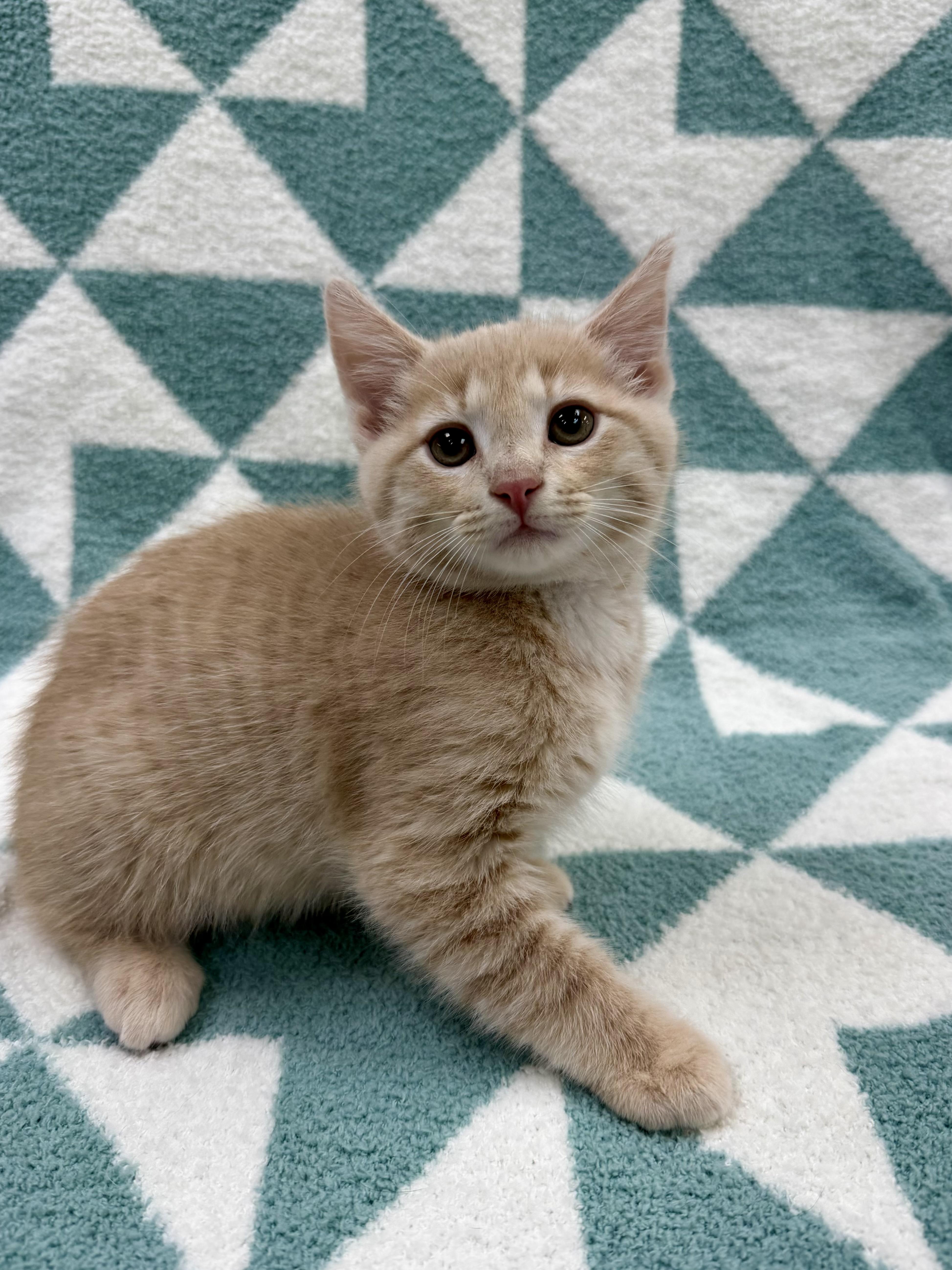 Enlarge Thomas, an adopted Domestic Short Hair in Columbus, OH image 2/4