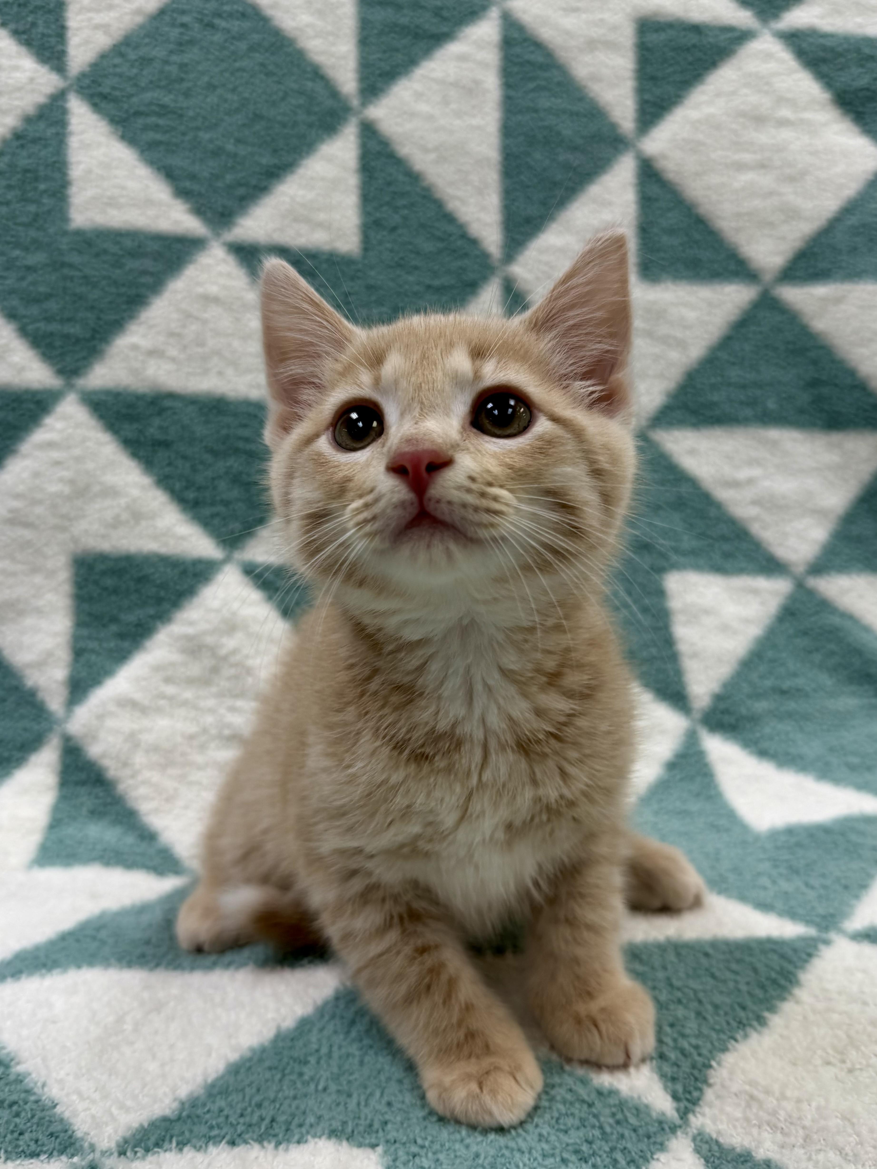 Thomas, adopted, Kitten Male Domestic Short Hair.