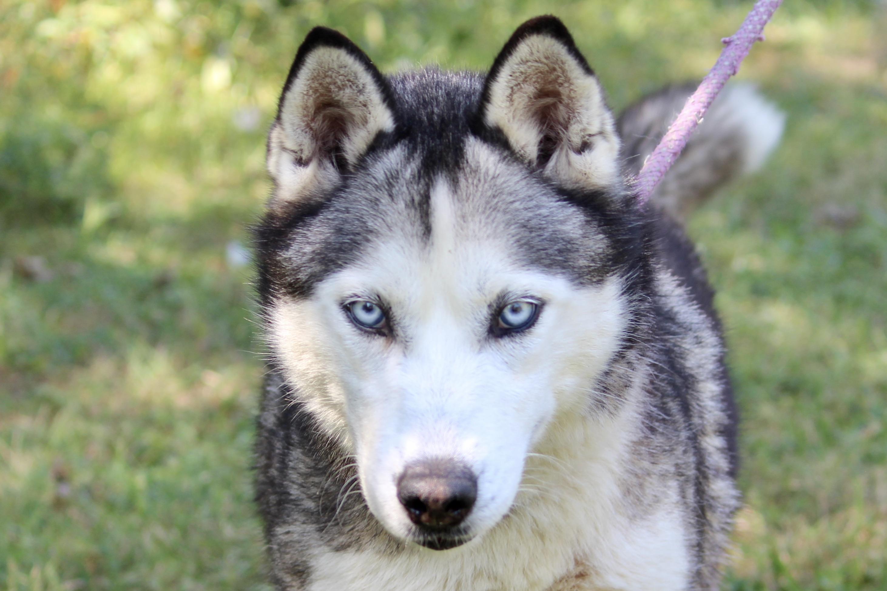 ERNESTINE — thumbnail 3