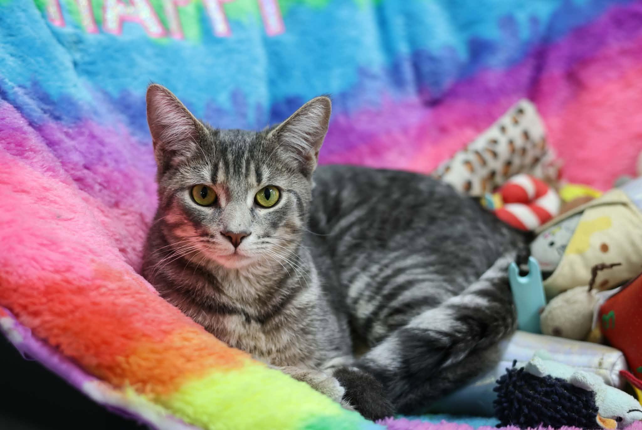 Alvin, Adoptable, Young Male Domestic Short Hair.