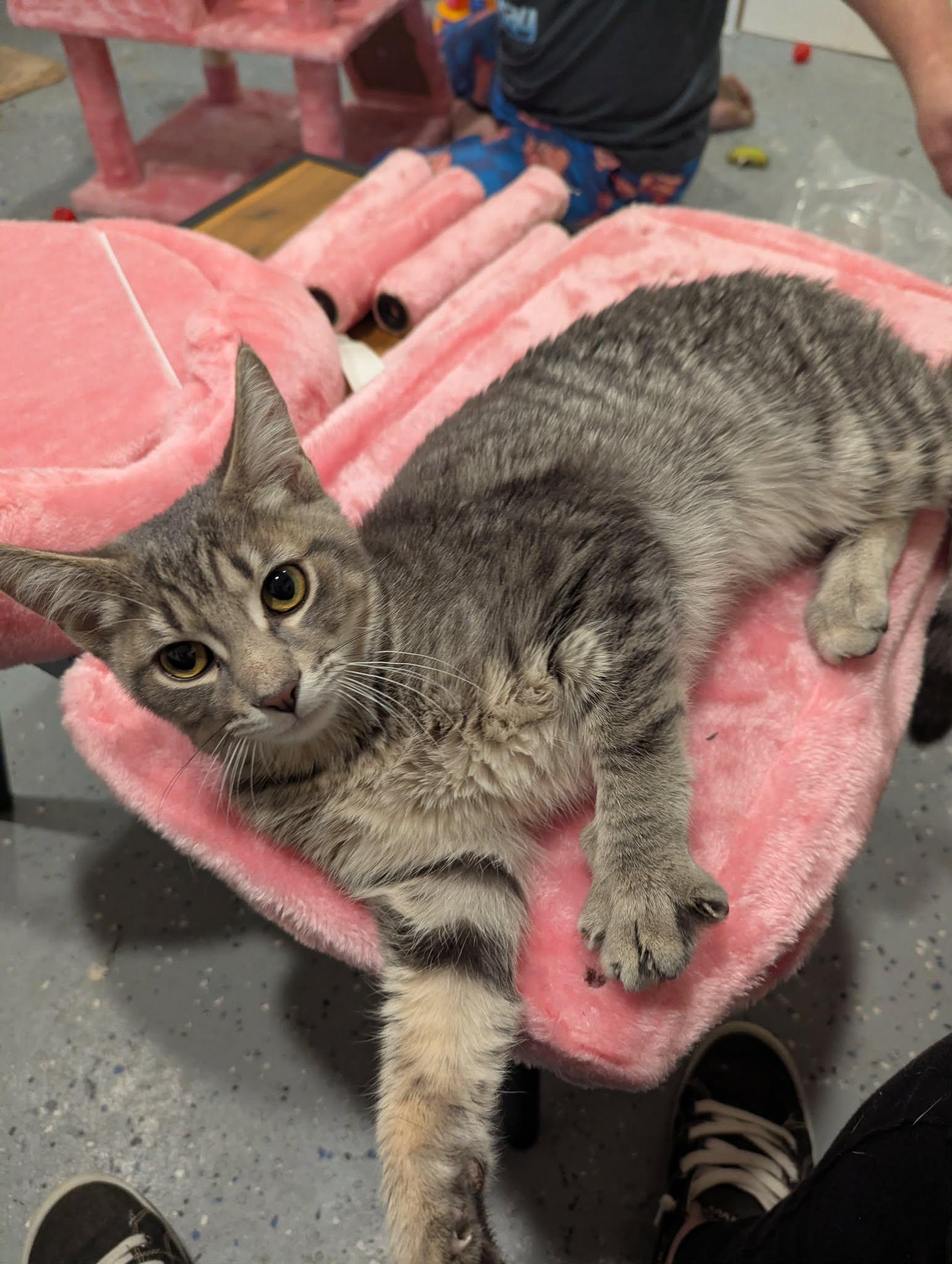 Enlarge Alvin, a Adoptable Domestic Short Hair in New Baltimore, MI image 2/6