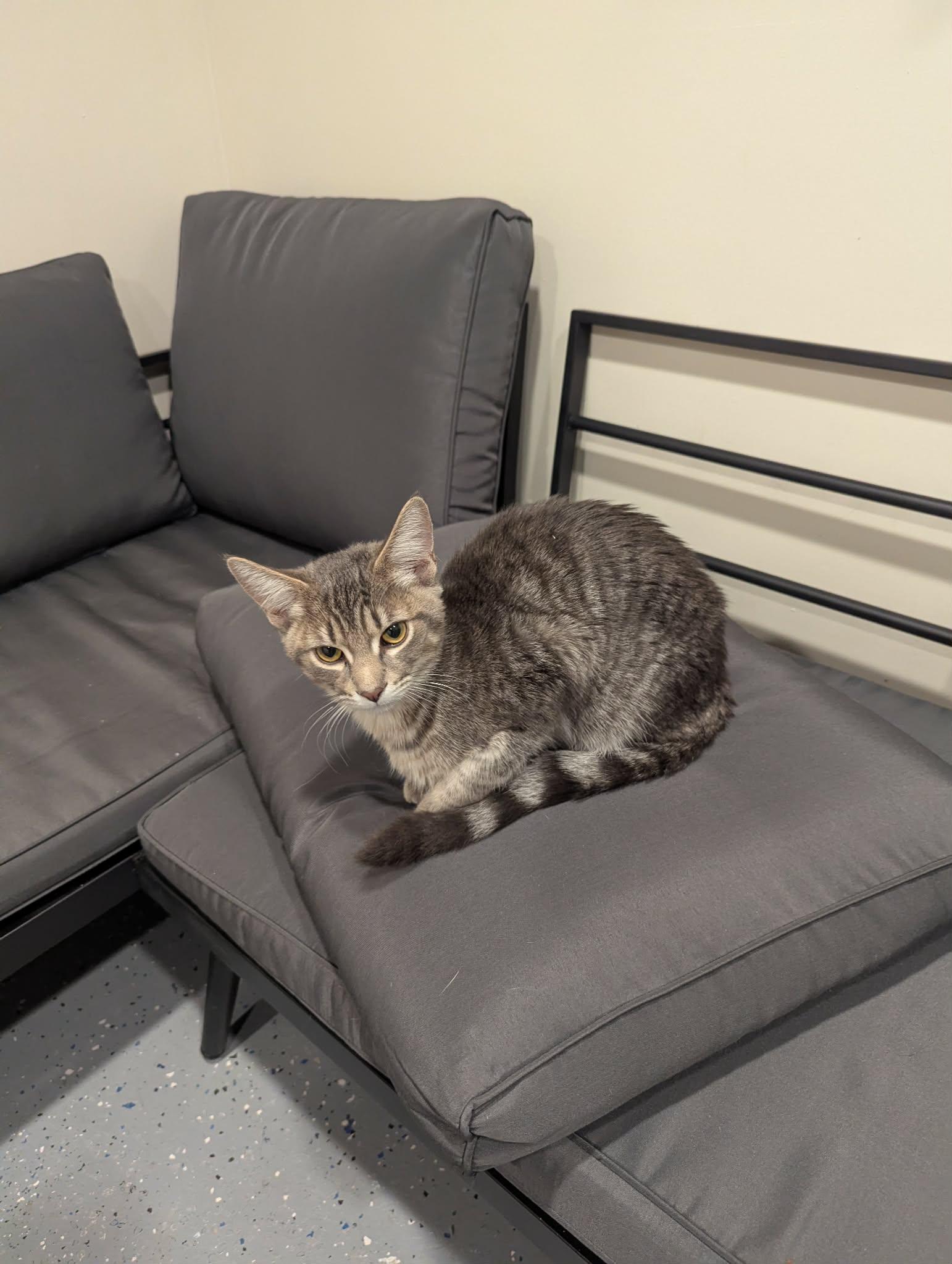 Enlarge Alvin, a Adoptable Domestic Short Hair in New Baltimore, MI image 3/6