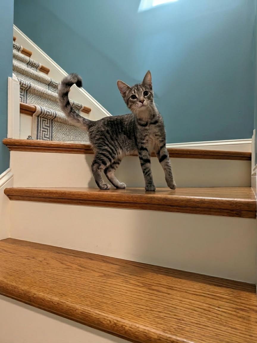 Enlarge Alvin, a Adoptable Domestic Short Hair in New Baltimore, MI image 4/6