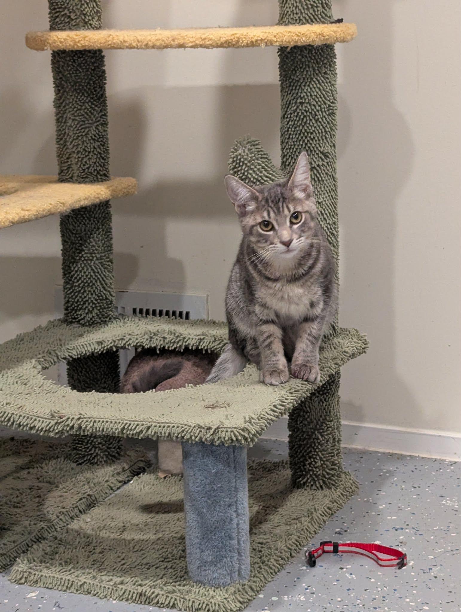 Enlarge Alvin, a Adoptable Domestic Short Hair in New Baltimore, MI image 5/6