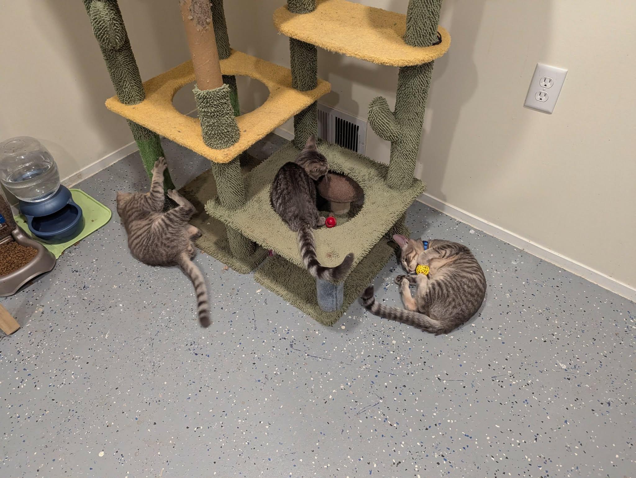 Enlarge Alvin, a Adoptable Domestic Short Hair in New Baltimore, MI image 6/6