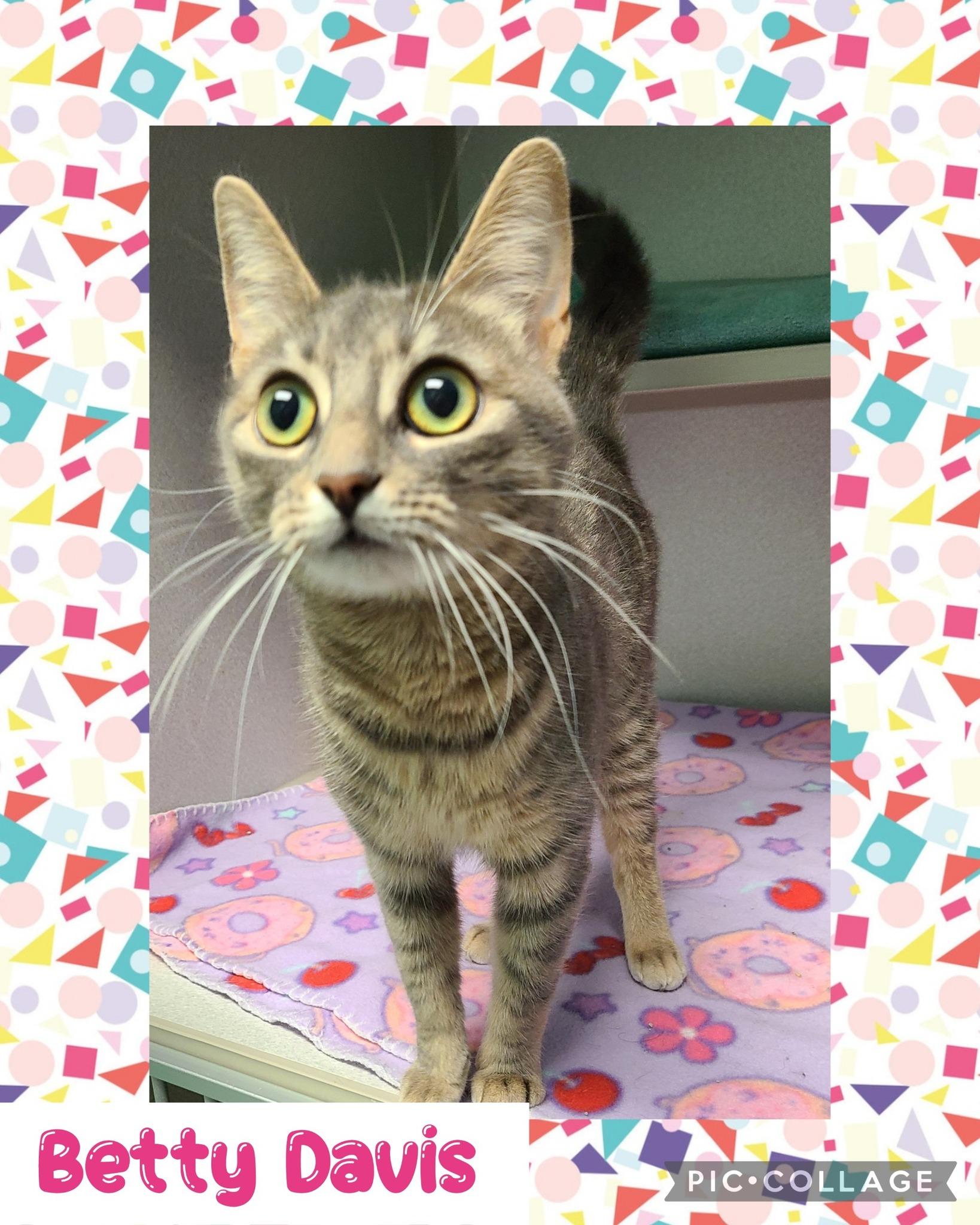 Betty Davis, an adoptable Domestic Short Hair in Iron River, MI, 49935 | Photo Image 1