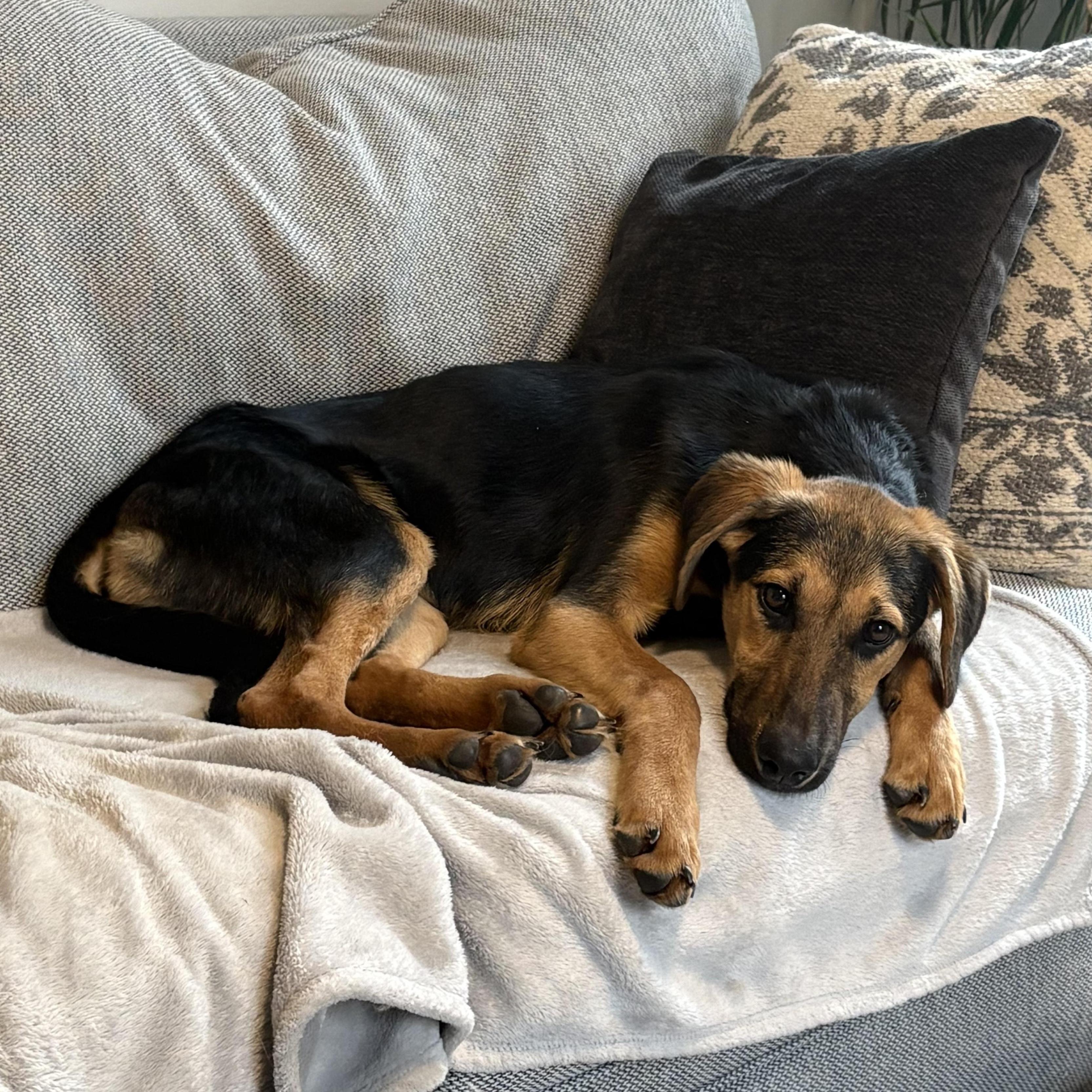Yoda, Adoptable, Puppy Male German Shepherd Dog & English Coonhound.