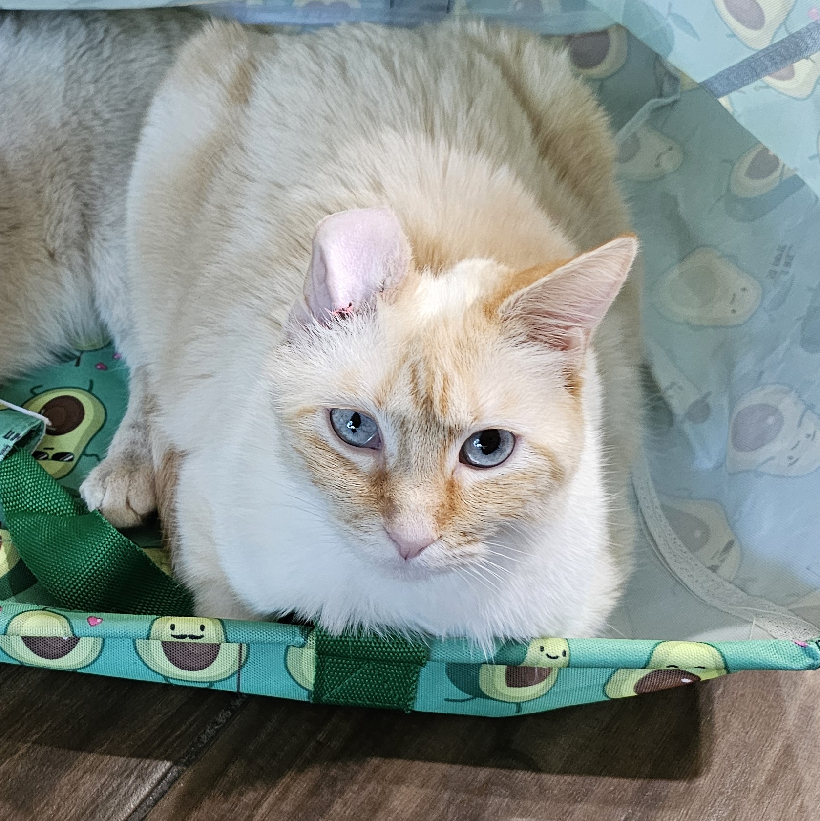Daphne (BONDED WITH RHEA), an adoptable Siamese, Domestic Short Hair in Omaha, NE, 68130 | Photo Image 1