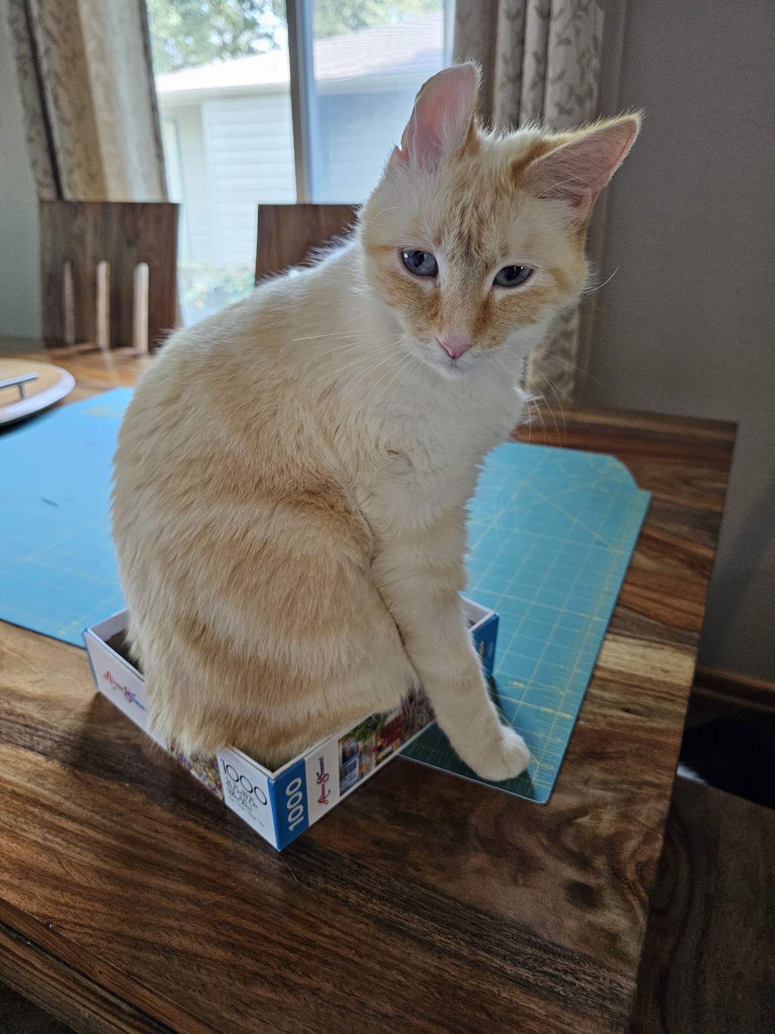 Daphne (BONDED WITH RHEA), an adoptable Siamese, Domestic Short Hair in Omaha, NE, 68130 | Photo Image 2