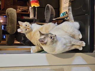 Daphne (BONDED WITH RHEA), an adoptable Siamese, Domestic Short Hair in Omaha, NE, 68130 | Photo Image 5