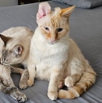 Daphne (BONDED WITH RHEA), an adoptable Siamese, Domestic Short Hair in Omaha, NE, 68130 | Photo Image 3