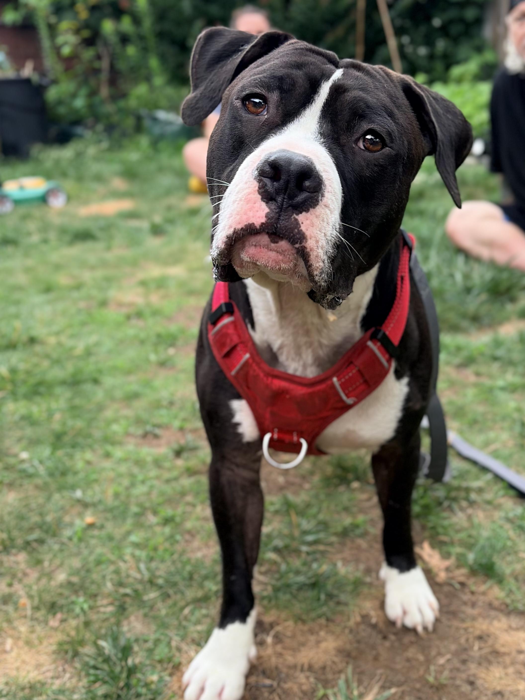 Lennon, Adoptable, Young Male Pit Bull Terrier.