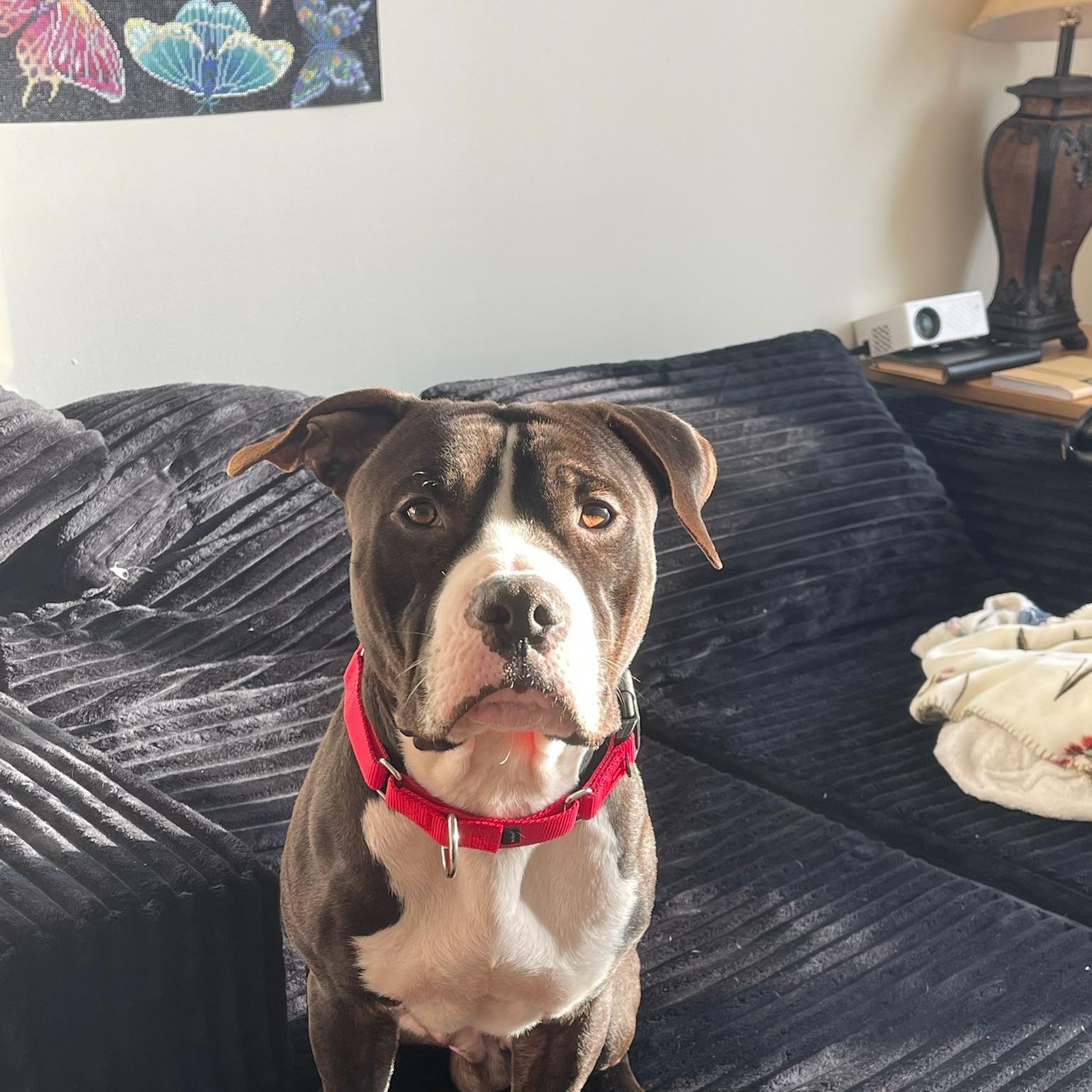 Enlarge Lennon, a Adoptable mixed breed in Philadelphia, PA image 3/6