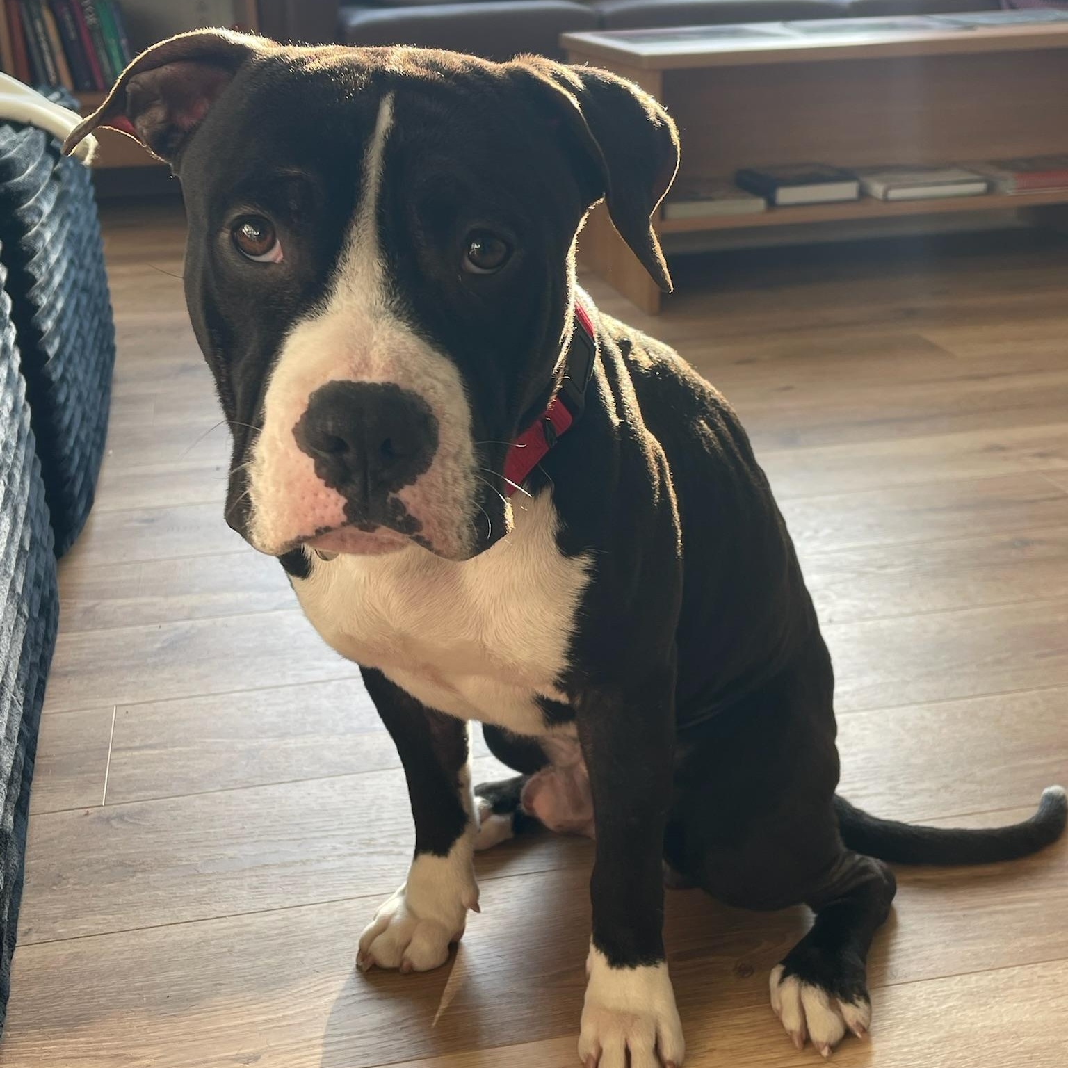 Enlarge Lennon, a Adoptable mixed breed in Philadelphia, PA image 4/6