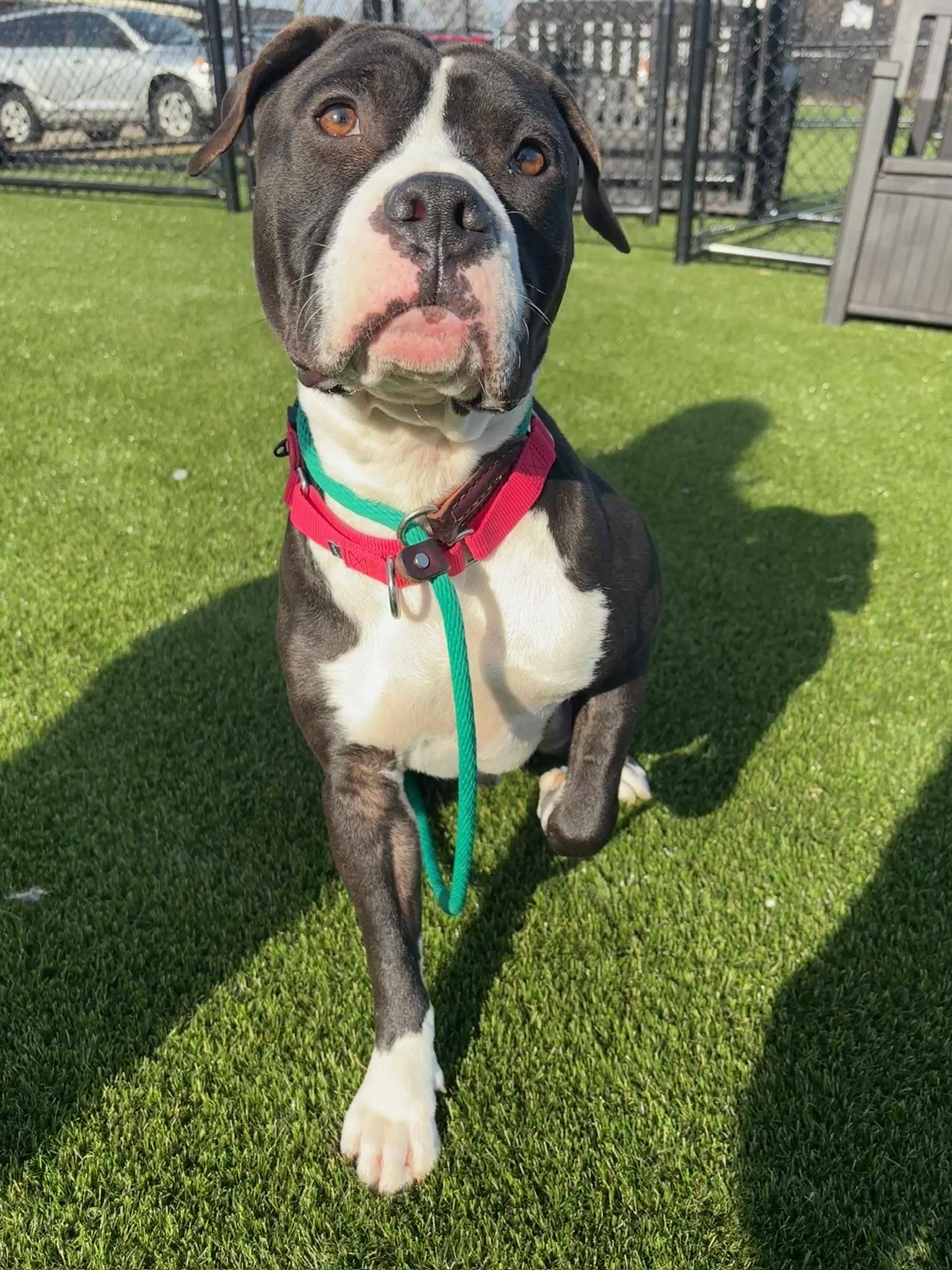 Lennon, ADOPTABLE, Young Male Pit Bull Terrier.