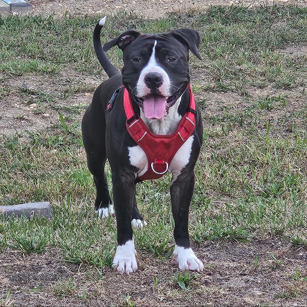 Enlarge Lennon, a Adoptable mixed breed in Philadelphia, PA image 5/6