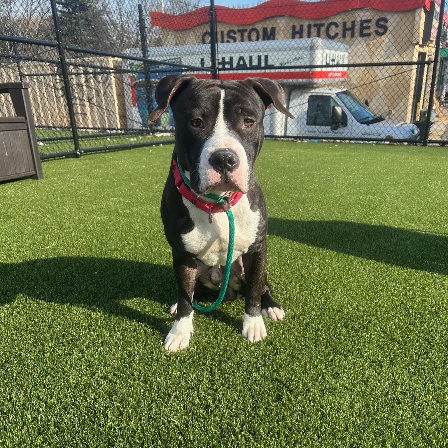 Enlarge Lennon, a Adoptable mixed breed in Philadelphia, PA image 2/6