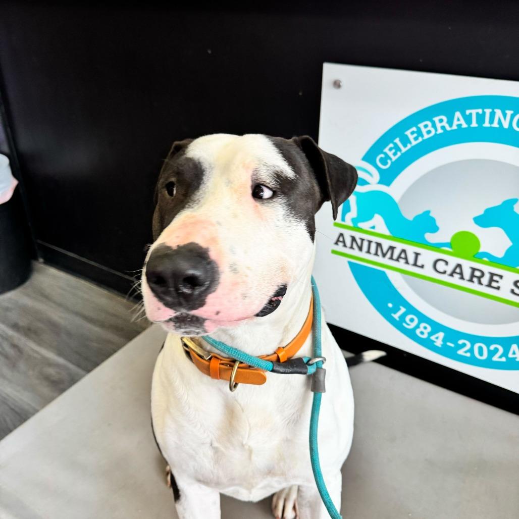 Enlarge Macho Man, a Adoptable Bull Terrier in Louisville, KY image 1/6