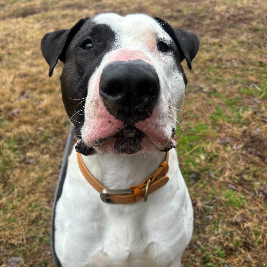 Enlarge Macho Man, a Adoptable Bull Terrier in Louisville, KY image 2/6