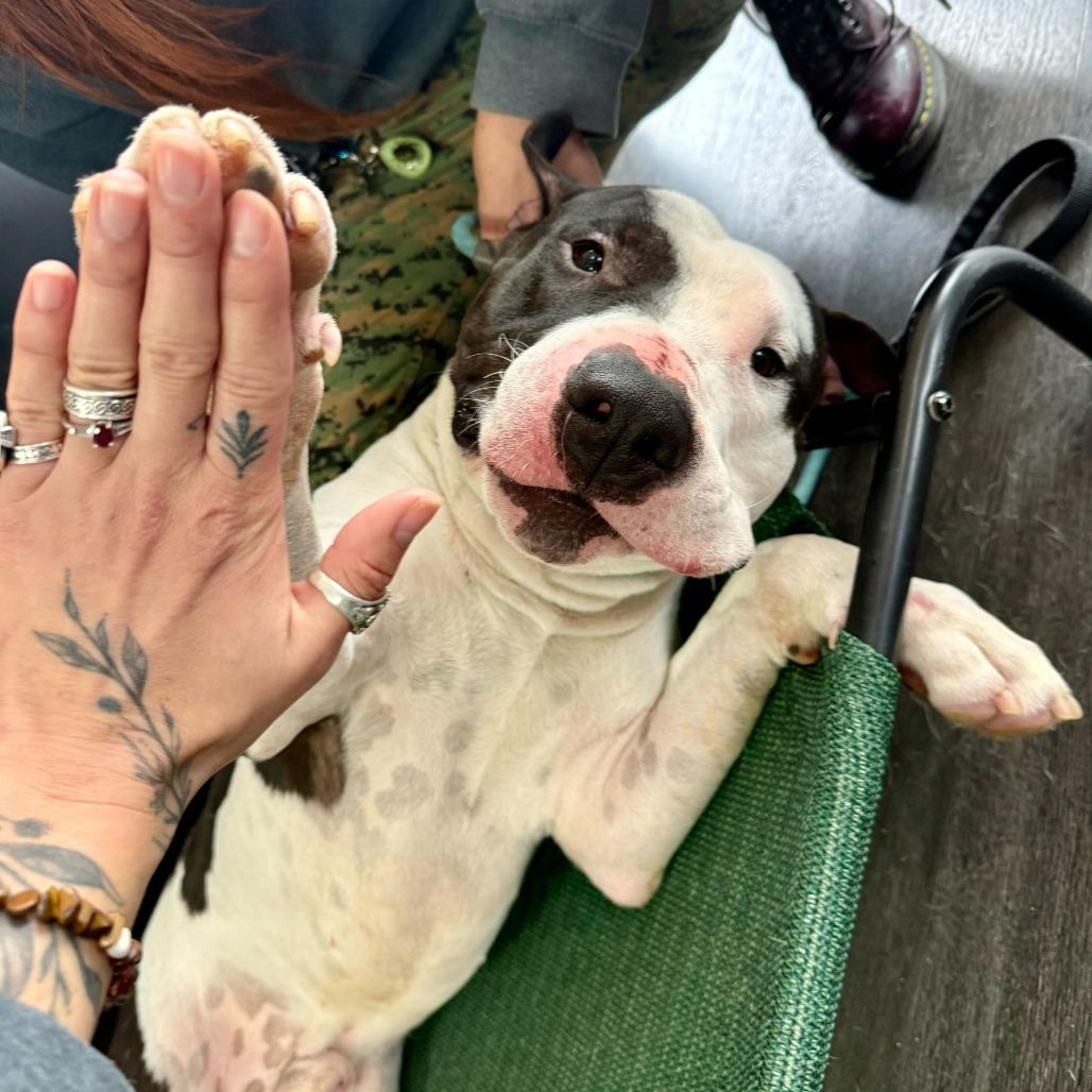 Enlarge Macho Man, a Adoptable Bull Terrier in Louisville, KY image 3/6