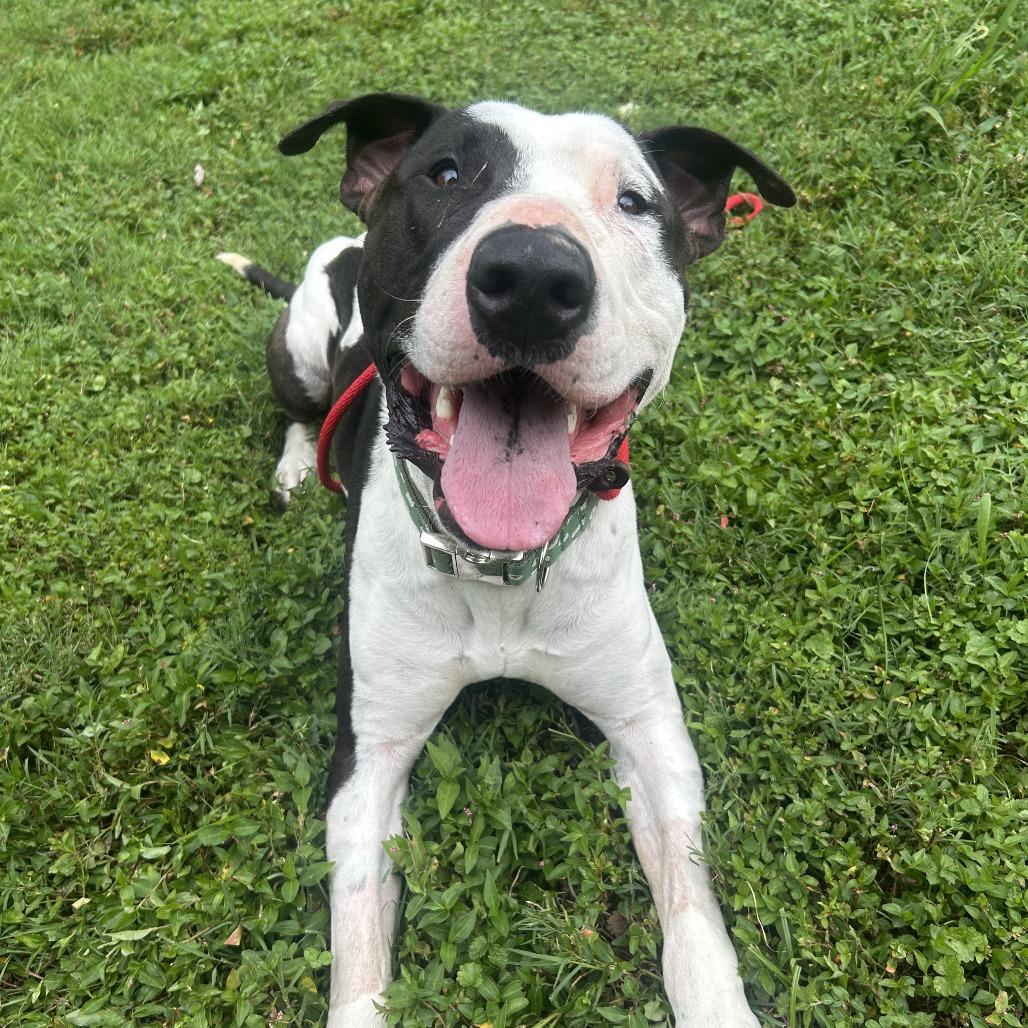 Enlarge Macho Man, a Adoptable Bull Terrier in Louisville, KY image 4/6
