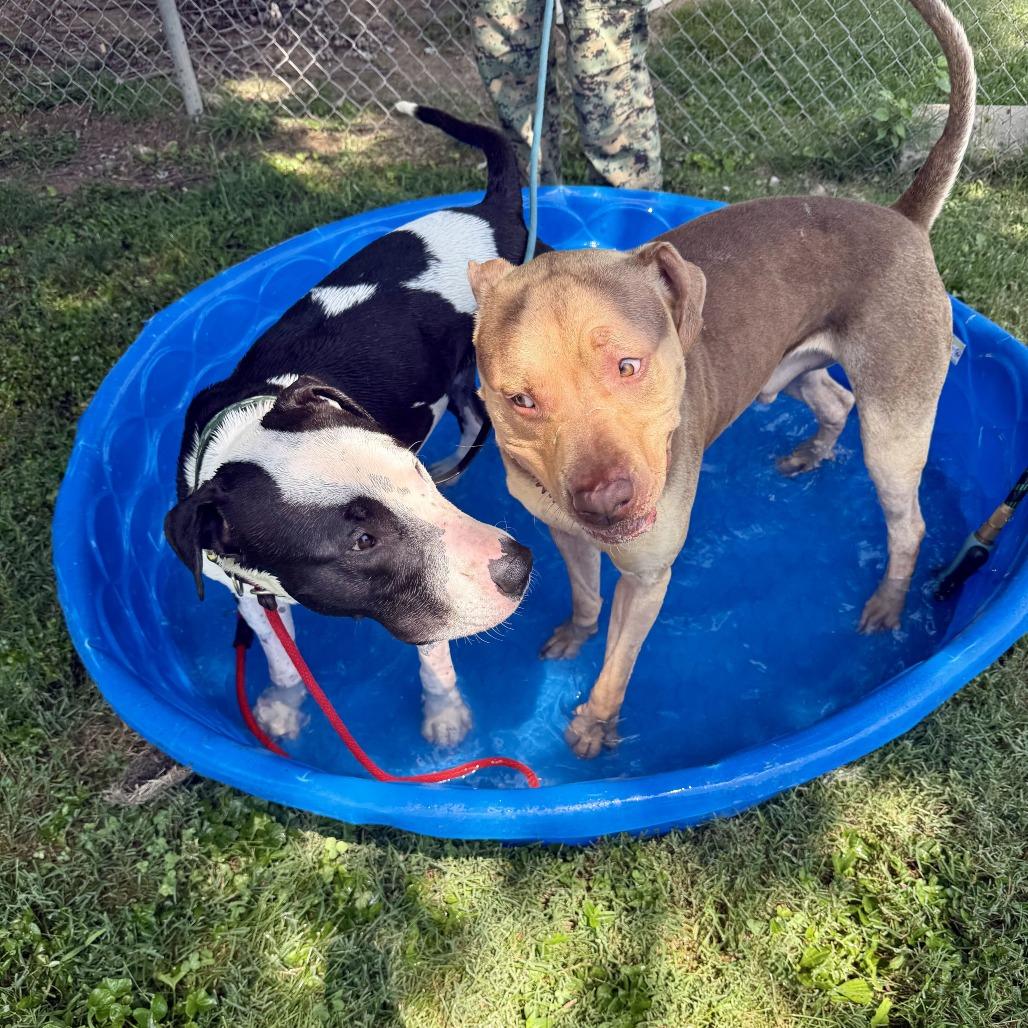 Enlarge Macho Man, a Adoptable Bull Terrier in Louisville, KY image 5/6