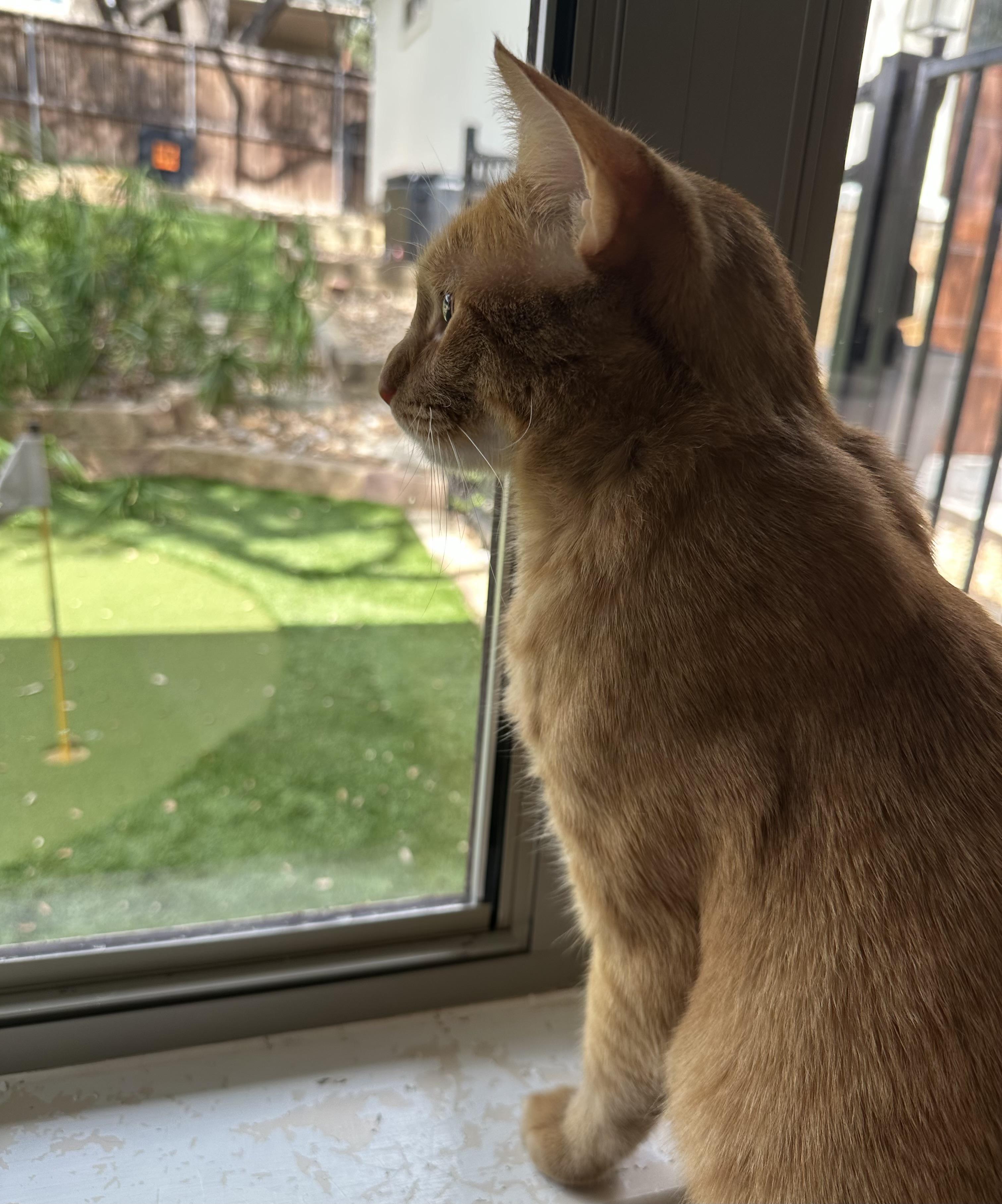 Enlarge Daniel Tiger - likes kids and dogs, a Adoptable Domestic Short Hair in Austin, TX image 5/6